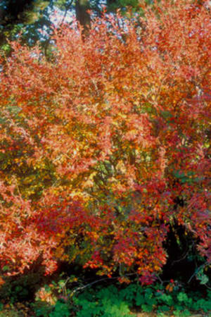 Cotoneaster, Hedge #3/#5 (MS)