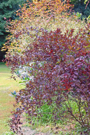 Ninebark, Summer Wine® #3/#5 (MS)