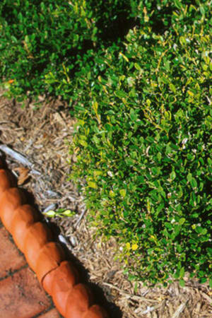 Boxwood, Wintergreen #3/#5 (MS)