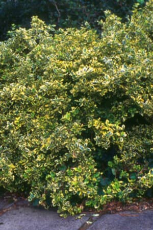 Wintercreeper, Emerald N Gold #3/#5 (MS)