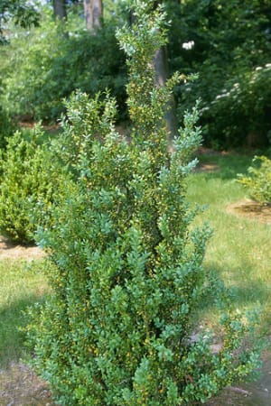 Boxwood, Fastigiata #3/#5 (MS)