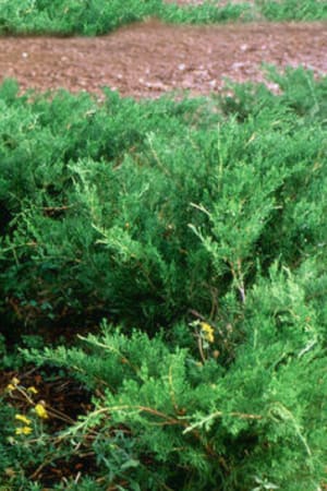 Juniper, Sea Green #3/#5 (MS)