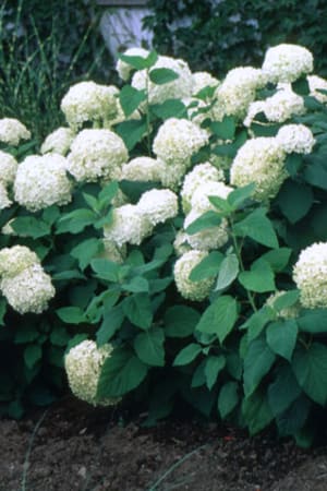Hydrangea, Annabelle #3/#5 (MS)