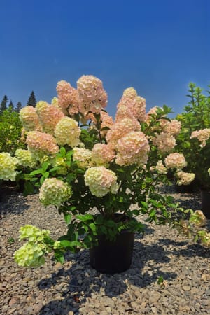 Hydrangea, Vanilla Strawberry #3/#5 (MS)