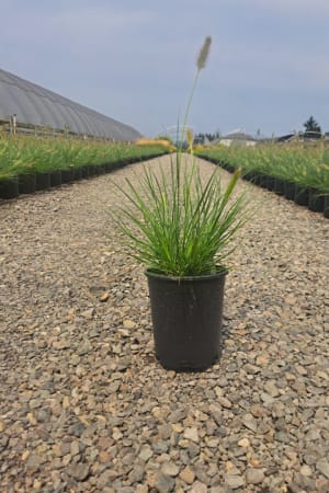 Fountain Grass, Little Bunny #1