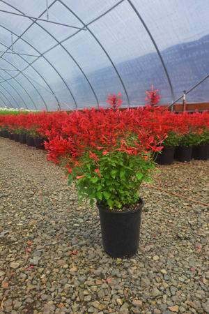 Giant Hyssop, Kudos Coral #1