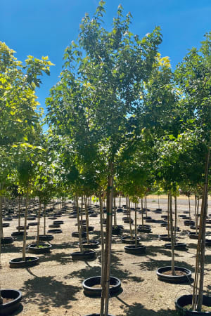 Maple, Redpointe® #10