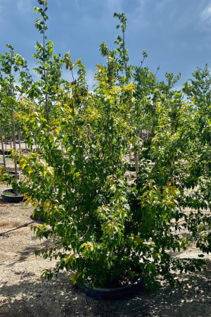 Maple, Flame Amur #25 (MS)