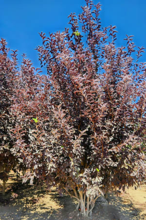 Chokecherry, Canada Red #15 (MS)