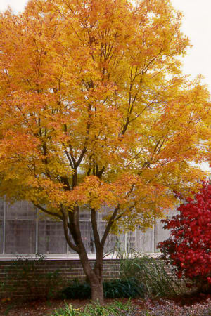 Japanese Maple, Coral Bark #10
