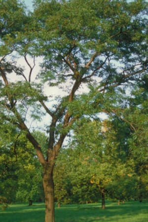 Honeylocust, Imperial 1.75" (B&B)