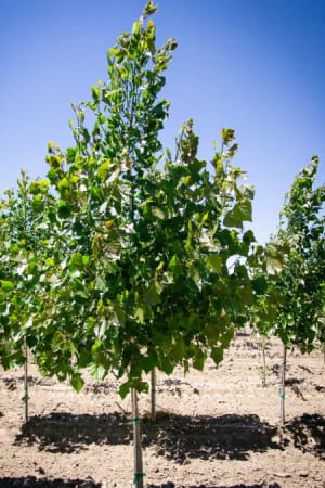 Cottonwood, Siouxland #15
