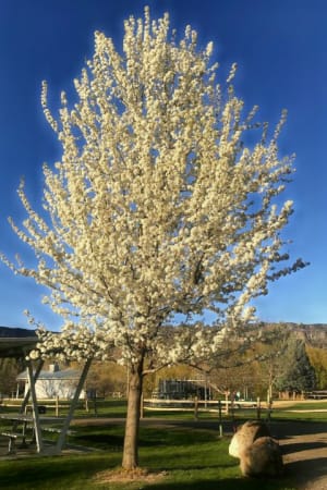 Pear, Chanticleer 1.75" (B&B)