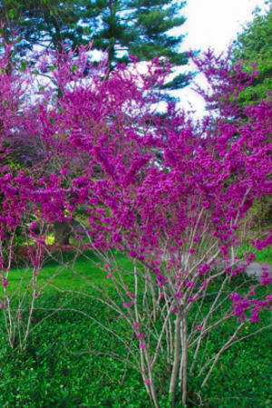 Redbud, Eastern #15 (MS)
