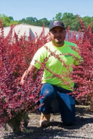 Barberry, Rose Glow #3/#5 (MS)
