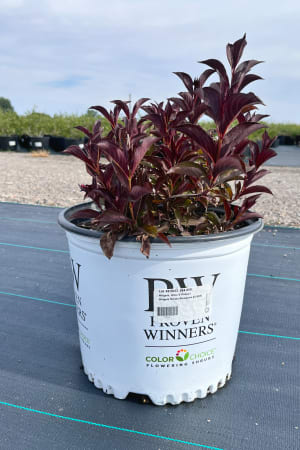 Weigela, Wine & Roses® #3/#5 (MS)