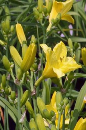 Daylily, Happy Returns (Yellow) #1