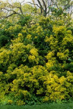 Euonymus, Golden #3/#5 (MS)