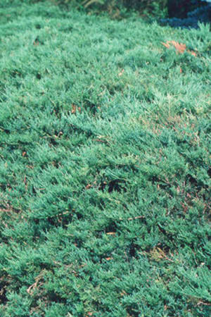 Juniper, Broadmoor #3/#5 (MS)