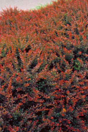 Barberry, Red Japanese #3/#5 (MS)