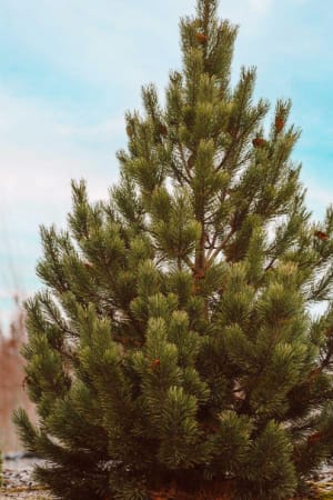 Pine, Tannenbaum Mugo 4'
