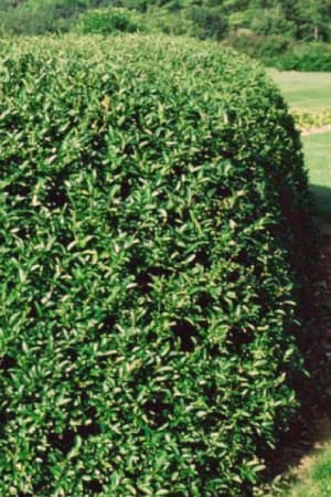 Privet, Cheyenne #3/#5 (MS)