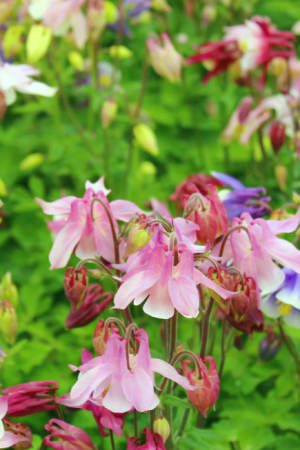 Columbine, Biedermeier Mix #1