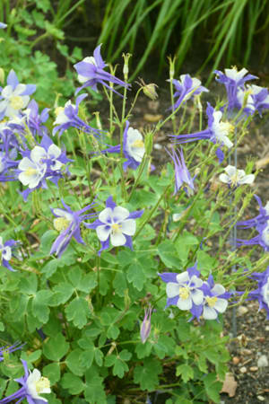 Columbine, Songbird Blue #1