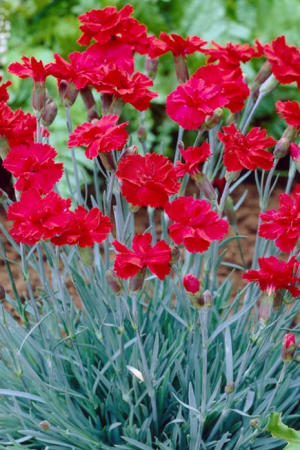 Dianthus, Fire Star #1