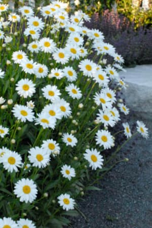 Shasta Daisy, Becky #1