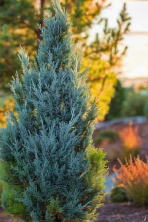 Juniper, Blue Point #5