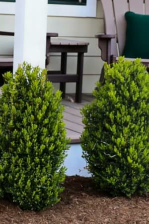 Boxwood, Green Mountain #1 (MS)