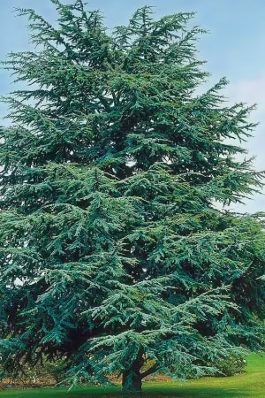Cedar, Electric Blue Deodar 5' (B&B)