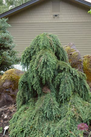 Cedar, Feelin' Blue Deodar 2' (B&B)