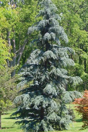 Cedar, Karl Fuchs Deodar 6' (B&B)