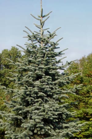 Fir, Blue Noble 7'