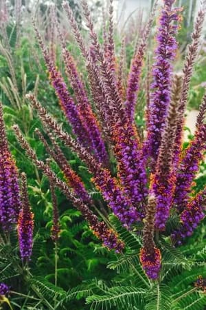 Leadplant #1 (MS)