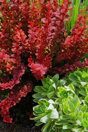 Barberry, Orange Rocket #3/#5 (MS)