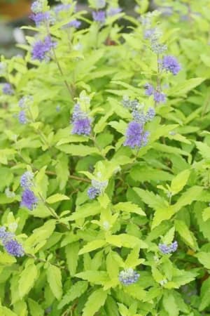Spirea, Sunshine Blue #1 (MS)