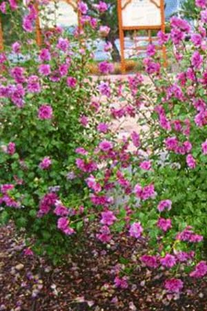 Rose Of Sharon, Collie Mullens #1 (MS)