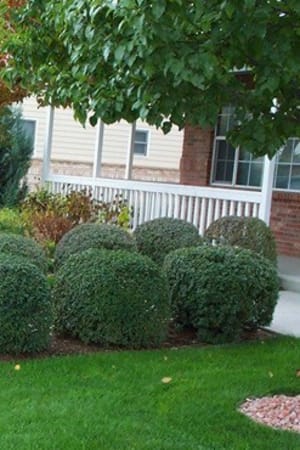 Privet, Lodense #3/#5 (MS)