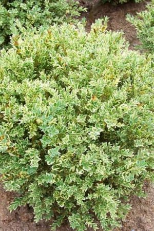 Boxwood, White Vareigated #3/#5 (MS)