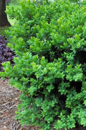Boxwood, Vardar Valley #3/#5 (MS)