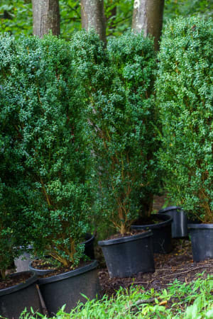 Boxwood, Skywalker #3/#5 (MS)