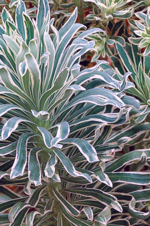 Spurge, Variegated #1