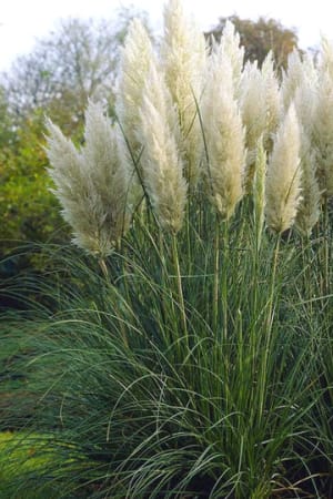 Pampas Grass #3/#5