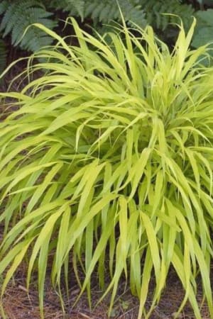 Japanese Forest Grass, All Gold #1