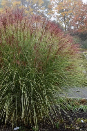 Maiden Grass, Morning Light #1