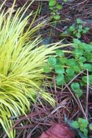 Sweet Flag Grass, Dwarf Golden Japanese #1