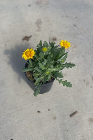 Blanket Flower, Arizona Apricot #1
